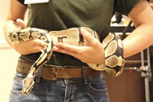Photo by Taryn AshbyThis ball python was found abandoned in an apartment complex in 1989.